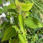 Acalypha aristata Hoja