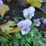 Viola × williamsii Flower