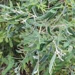 Acacia × hanburyana
