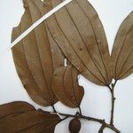 Ziziphus cinnamomum 其他