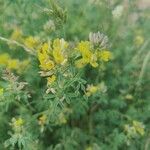 Medicago falcataफूल