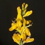 Genista micrantha Other