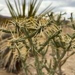 Cylindropuntia ramosissima Leaf