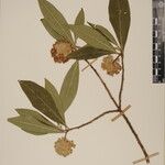 Edgeworthia gardneri Altro