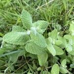 Mentha × villosa Лист