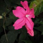 Ruellia elegans Λουλούδι