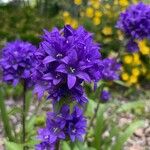 Campanula glomerataFlor