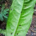 Diospyros tetrandra Yaprak