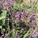 Salvia officinalisLorea