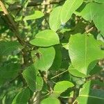 Pyrus communisLeaf