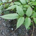 Rubus fraxinifolius Hoja