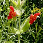 Mimulus cardinalis Hábito