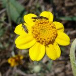 Pseudobahia peirsonii Flor
