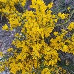 Cytisus balansae Floare