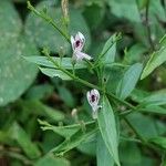 Andrographis paniculata Blad