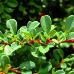 Cotoneaster microphyllus পাতা