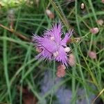 Dianthus hyssopifolius Цвят