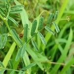 Vicia grandiflora Φύλλο