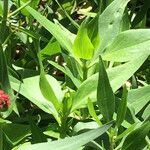 Centranthus lecoqii Hoja