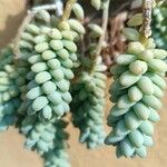 Sedum morganianum Ліст