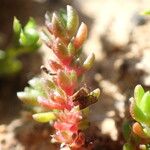 Crassula tillaea Leaf