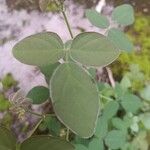 Desmodium tortuosum Folha