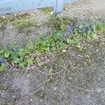 Viola riviniana Flors