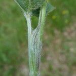 Trifolium montanum Bark