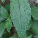 Parietaria judaica Leaf