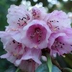 Rhododendron hodgsonii Flower