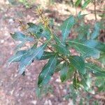 Morella cerifera Hoja