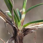 Carex ericetorum Kůra