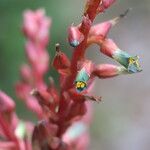 Puya spathacea 花