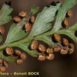Culcita macrocarpa 葉