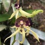 Prosthechea cochleata 花