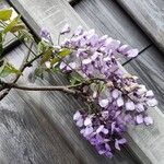 Wisteria floribundaCvet