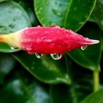 Mandevilla sanderi 花