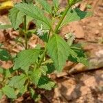 Scoparia dulcis Cvet