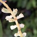 Laguncularia racemosa Flor