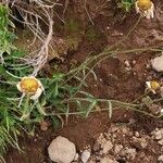 Leucanthemum adustum Blomma