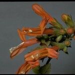 Keckiella cordifolia Flower