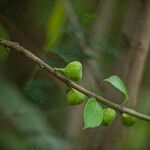 Ficus hispida फल