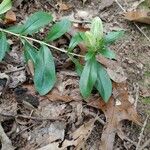Gentiana villosa Leaf