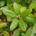 Rhododendron catawbiense Leaf