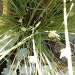 Cyperus laevigatus Hoja