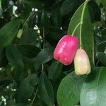 Syzygium jambos Gyümölcs