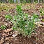 Lithospermum ruderale Foglia