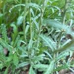 Gamochaeta purpurea List