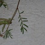 Hippocrepis ciliata Foglia