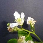 Rubus bertramii Blomma